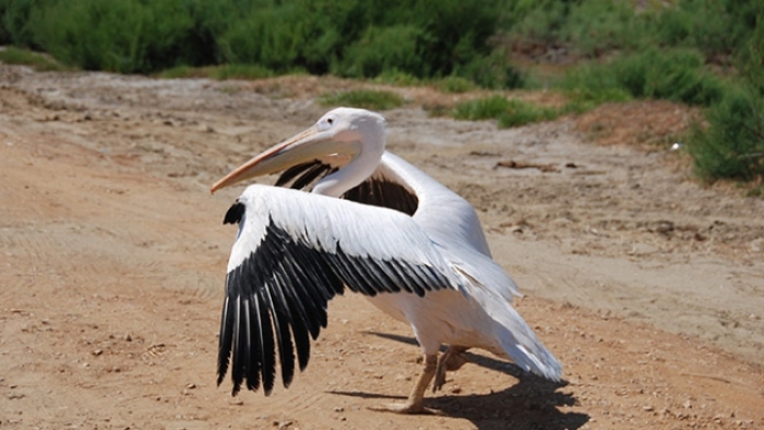 Yaralı pelikan tedavi edilerek doğaya bırakıldı