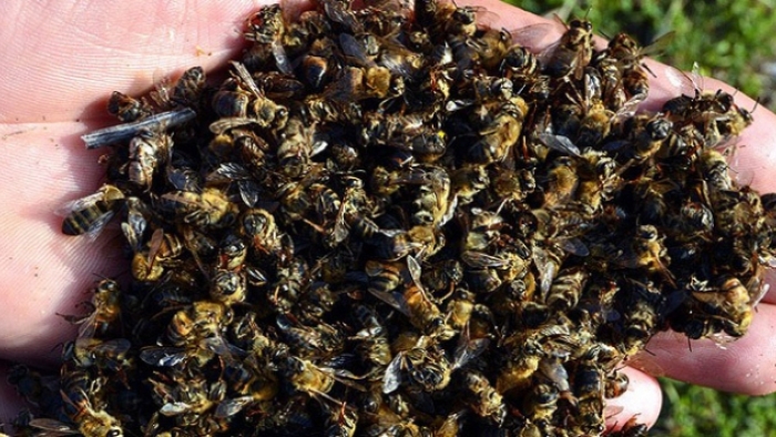 Toplu arı ölümleri korkuttu