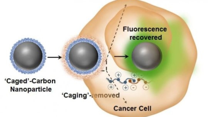 Lüminesans değiştirilebilir karbon nanodots, hücre içi ticareti ve ilaç dağıtımını takip ediyor