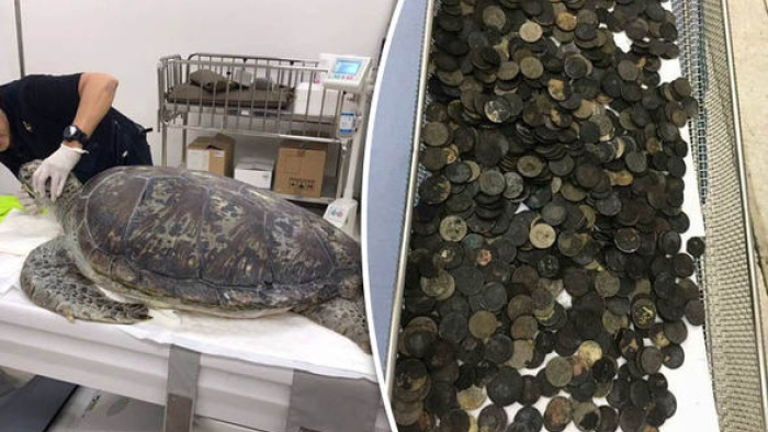 Tayland'da veteriner kaplumbağasının içinden yaklaşık 1.000 adet para çıkardı