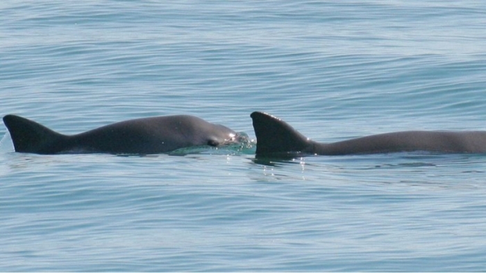 Vaquita porpoise: Yunuslar nadir bulunan türleri kurtarmak için konuşlandırıldı