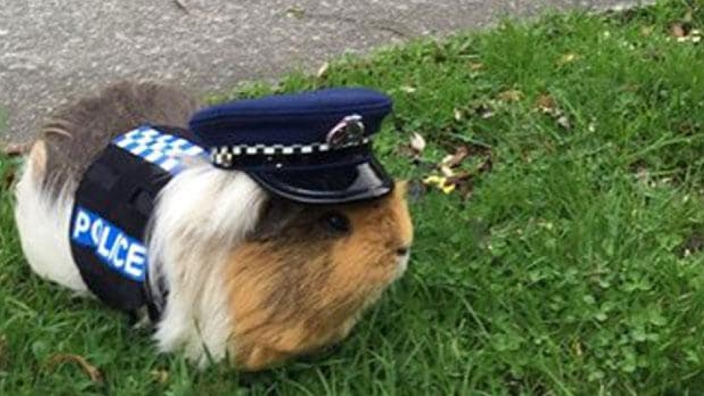 Yeni Zelanda Polisi sevimli kobayları yeni maskot olarak işe alıyor