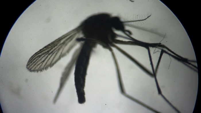 'Zika'nın etkisi sanılandan çok daha fazla olabilir