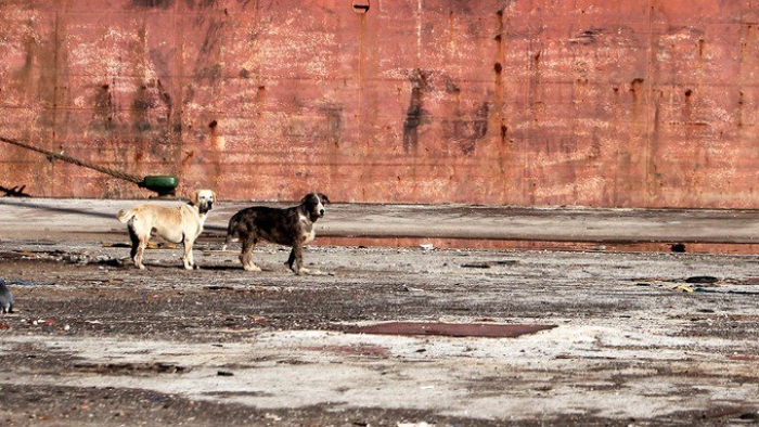 İngiliz Kadın, Yunanistan'daki Çıplak Köpekler tarafından Saldırılarak Öldü