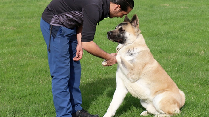 Köpek Eğitimi