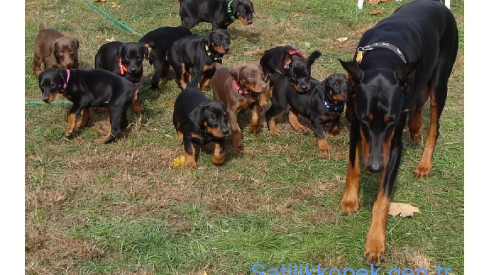 Hauseofistanbul Küçük Irk veya Büyük Irk Köpek Yavruları