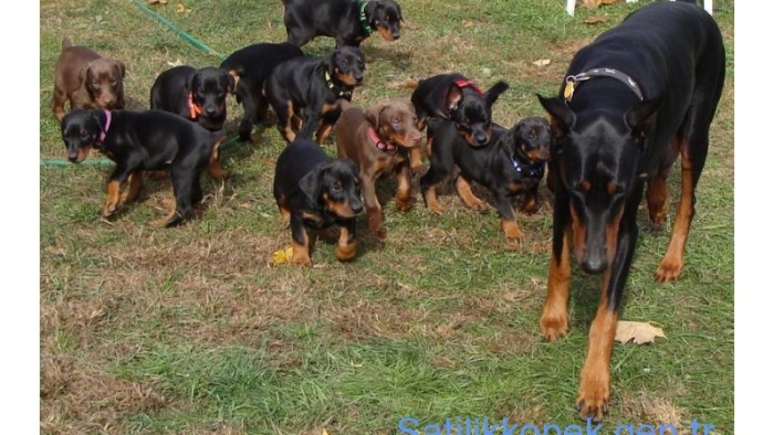 Hauseofistanbul Küçük Irk veya Büyük Irk Köpek Yavruları