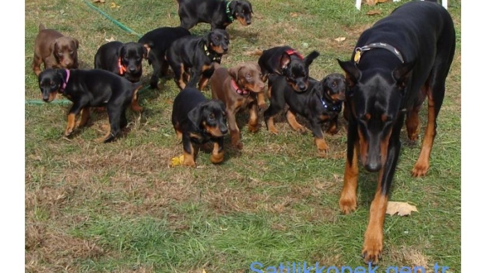 Hauseofistanbul Küçük Irk veya Büyük Irk Köpek Yavruları